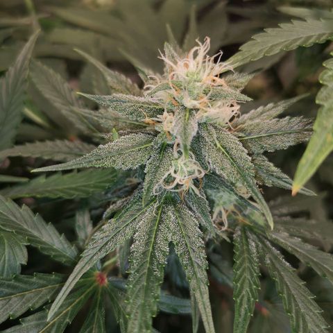 Europa Auto growlog timeline photo