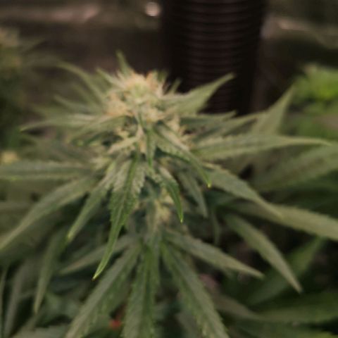 Europa Auto growlog timeline photo