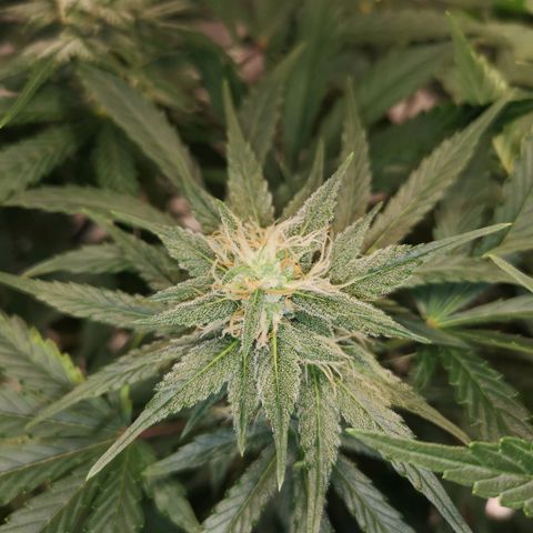 Europa Auto growlog timeline photo