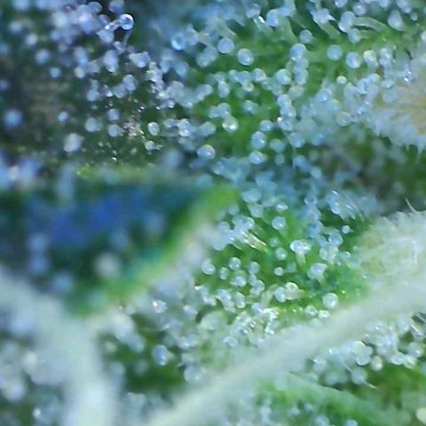 Europa Auto growlog timeline photo
