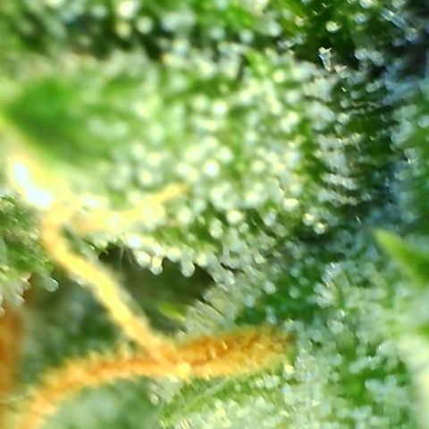 Europa Auto growlog timeline photo