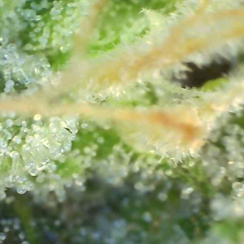Europa Auto growlog timeline photo
