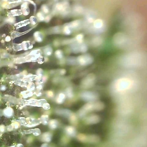 Banana hammock auto  growlog timeline photo