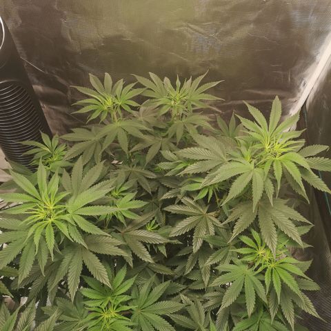10th Planet growlog timeline photo