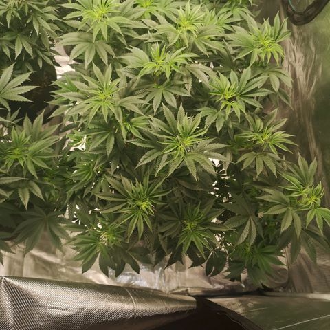 O. K. C growlog timeline photo