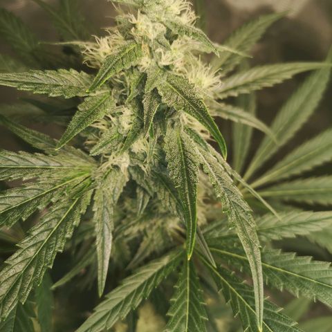 Banana hammock auto  growlog timeline photo