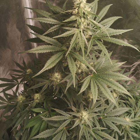 Banana hammock auto  growlog timeline photo