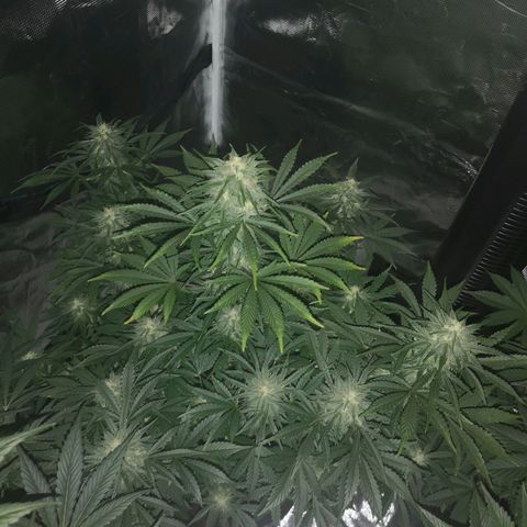 Europa Auto growlog timeline photo