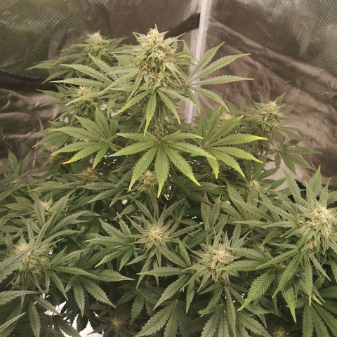 Europa Auto growlog timeline photo