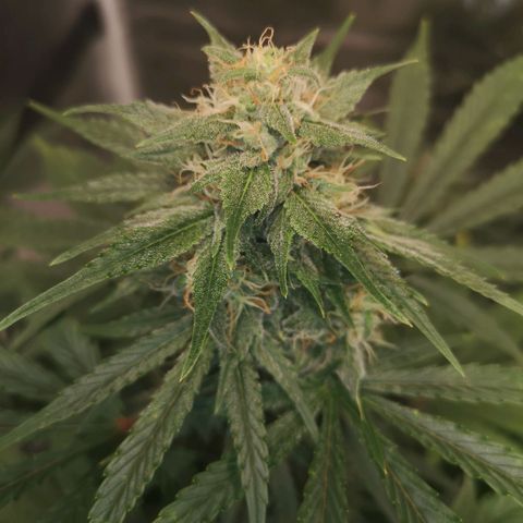Europa Auto growlog timeline photo