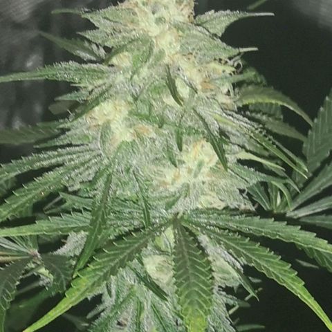 Europa Auto growlog timeline photo
