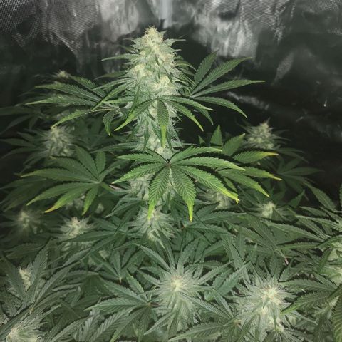 Europa Auto growlog timeline photo