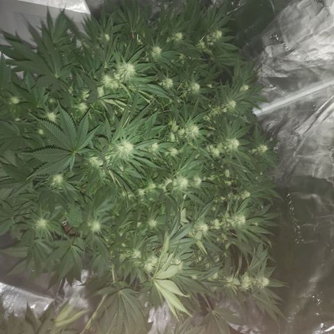 Cheese growlog timeline photo