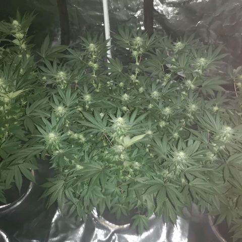 Northern Lights #5 growlog timeline photo