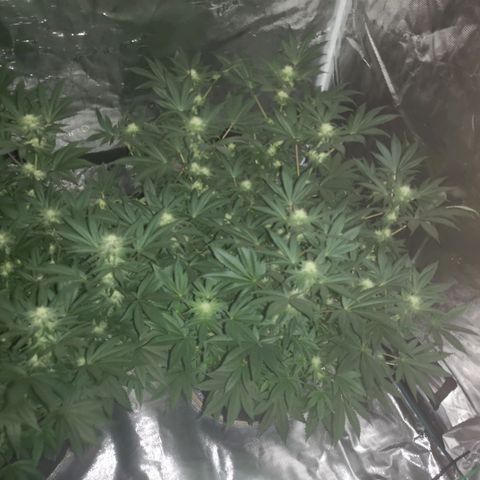 Grandaddy black growlog timeline photo