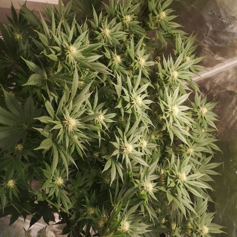 Cheese growlog timeline photo