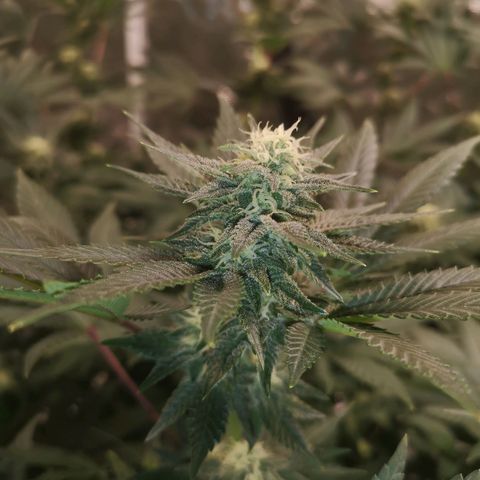 Northern Lights #5 growlog timeline photo
