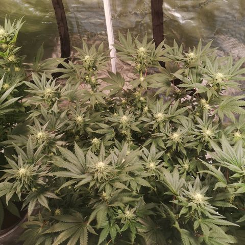 Northern Lights #5 growlog timeline photo