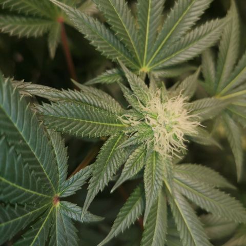 Grandaddy black growlog timeline photo