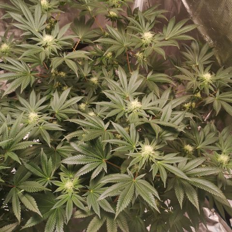 Grandaddy black growlog timeline photo