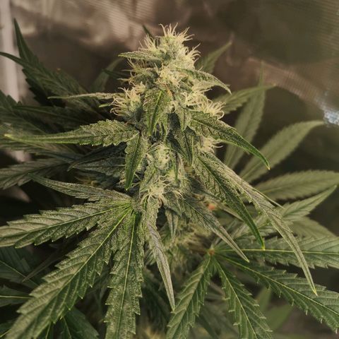 Banana hammock auto  growlog timeline photo