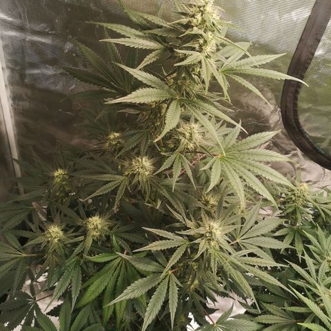 Banana hammock auto  growlog timeline photo