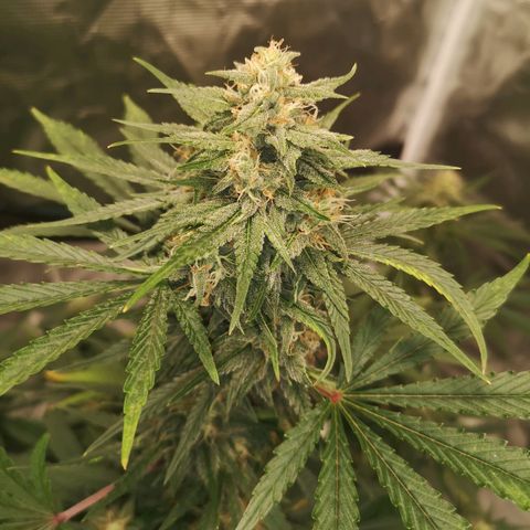 Europa Auto growlog timeline photo