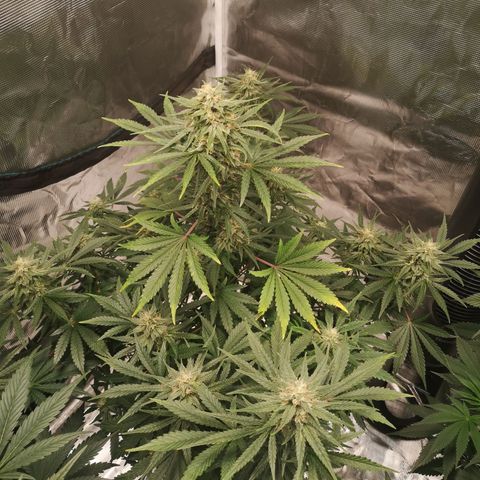 Europa Auto growlog timeline photo
