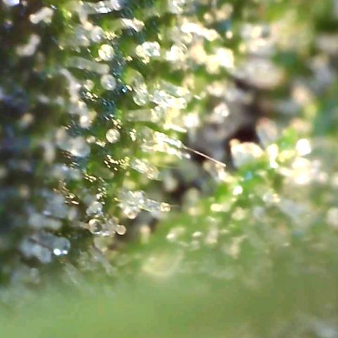 Europa Auto growlog timeline photo