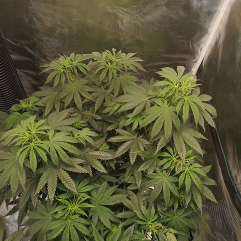10th Planet growlog timeline photo