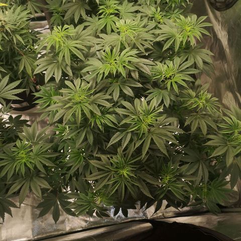 O. K. C growlog timeline photo