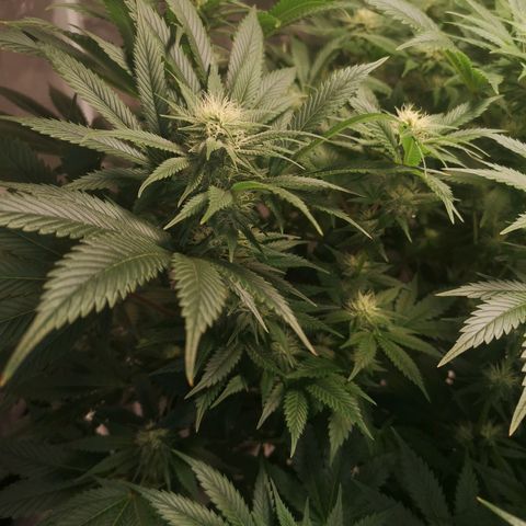 Cheese growlog timeline photo
