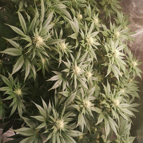 Cheese growlog timeline photo