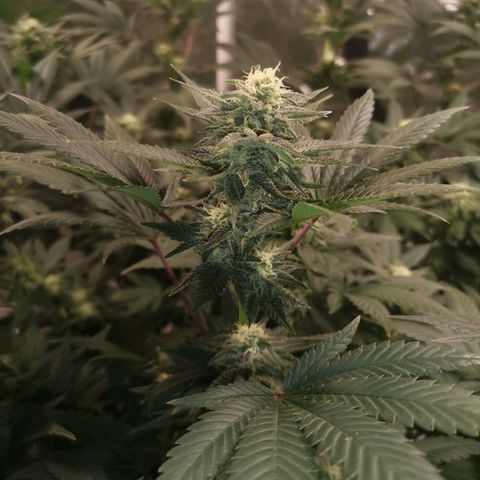 Northern Lights #5 growlog timeline photo