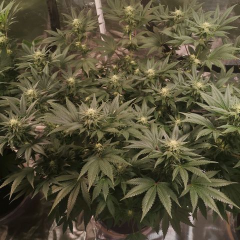 Northern Lights #5 growlog timeline photo
