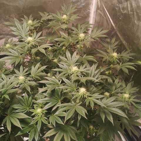 Grandaddy black growlog timeline photo