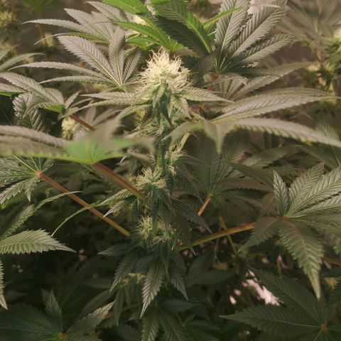 Grandaddy black growlog timeline photo