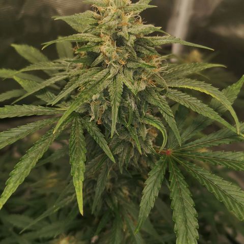 Europa Auto growlog timeline photo