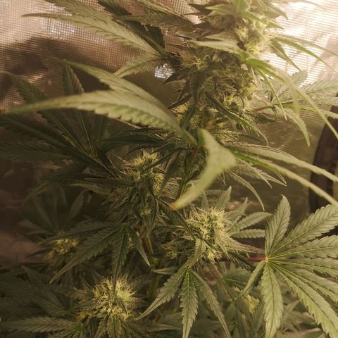 Banana hammock auto  growlog timeline photo