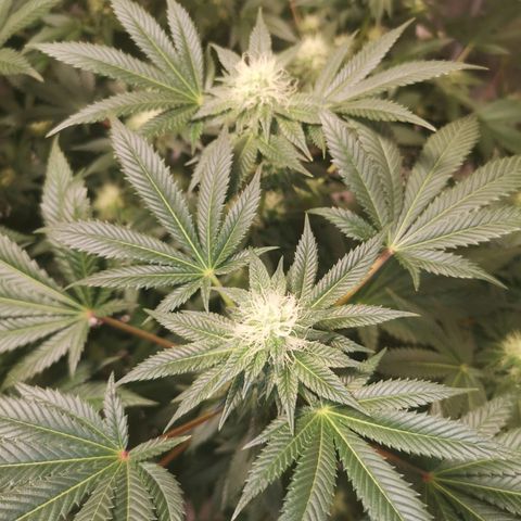 Grandaddy black growlog photo: Experiments with defoliating 