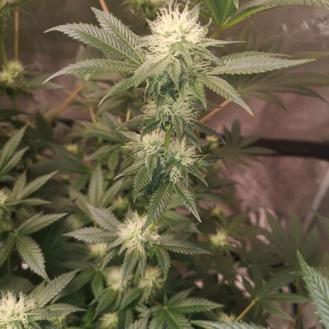 Grandaddy black growlog photo: Experiments with defoliating 