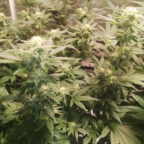Northern Lights #5 growlog photo: Experiments with defoliating 