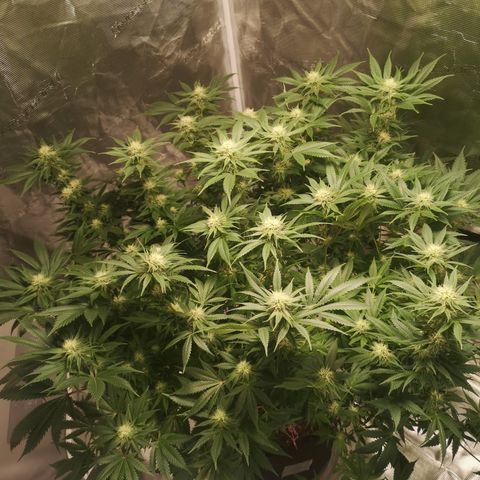 Cheese growlog photo: After defoliation 