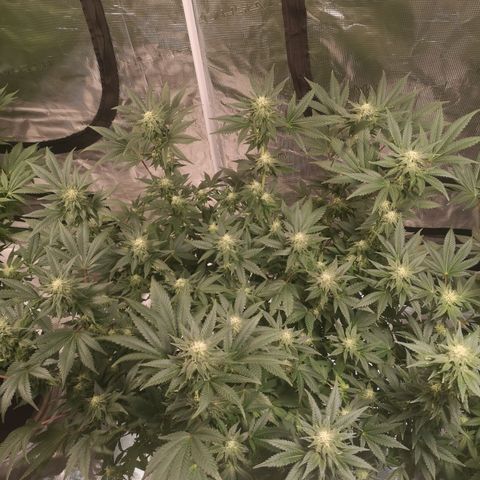 Northern Lights #5 growlog photo: After defoliation 