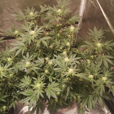 Grandaddy black growlog photo: After defoliation 