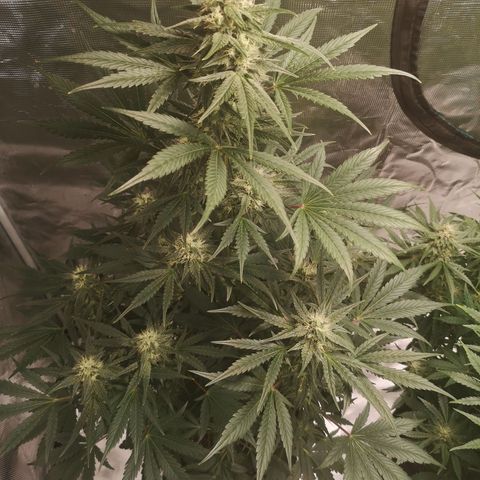 Banana hammock auto  growlog timeline photo
