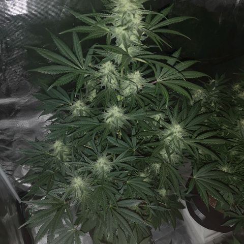 Banana hammock auto  growlog timeline photo