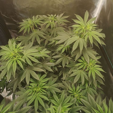 10th Planet growlog timeline photo
