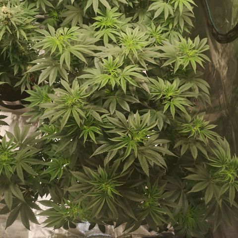 O. K. C growlog timeline photo