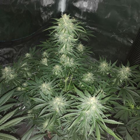 Europa Auto growlog timeline photo